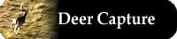 Deer Capture